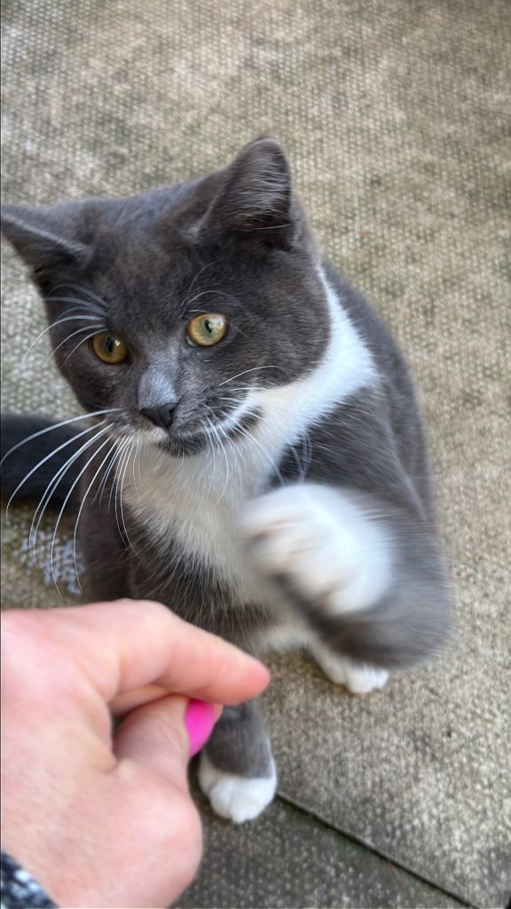 Sold 🐾 Kitten for Sale 🐾