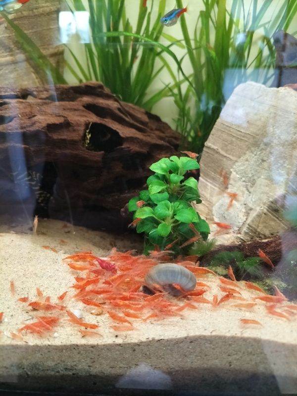 50p each Neo red shrimp - £10 adult male brislenose Costessey NR5 0PX 