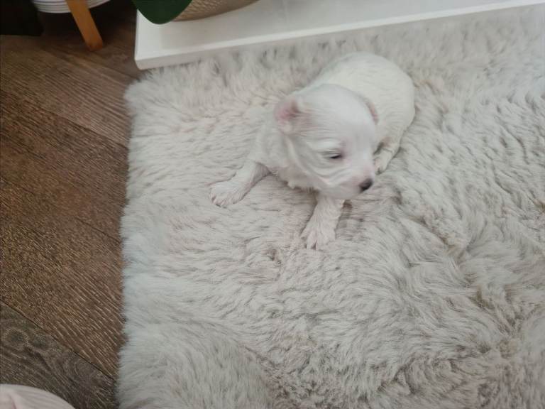 MALTIPOO PUPPIES 