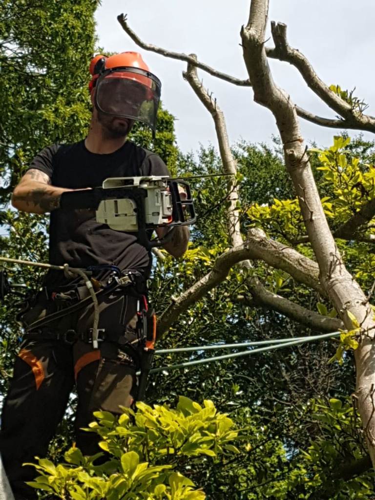 Tree Surgeon 
