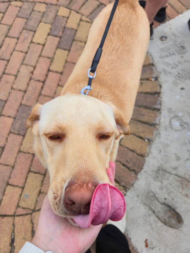 Rehome for 2yrs Labrador 