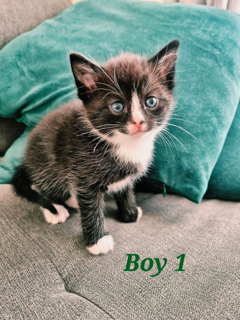Adorable Kittens for Sale