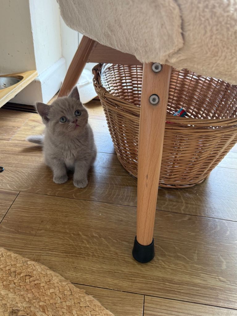 Beautiful British shorthair kittens -Ready now 🩶