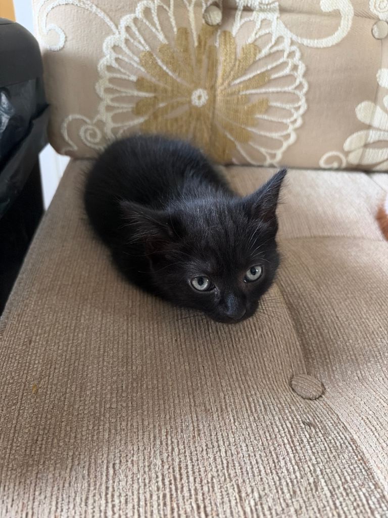 4 kittens