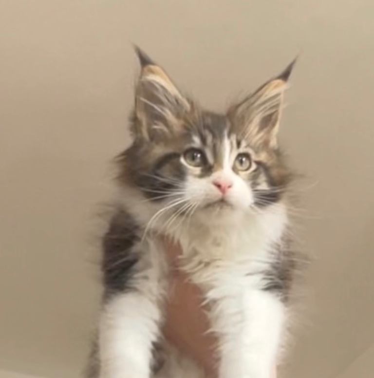 Maine Coon kittens