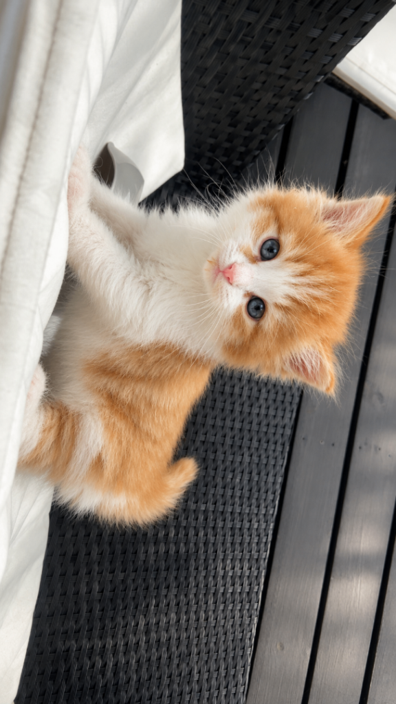 British shorthair MINI kitten 