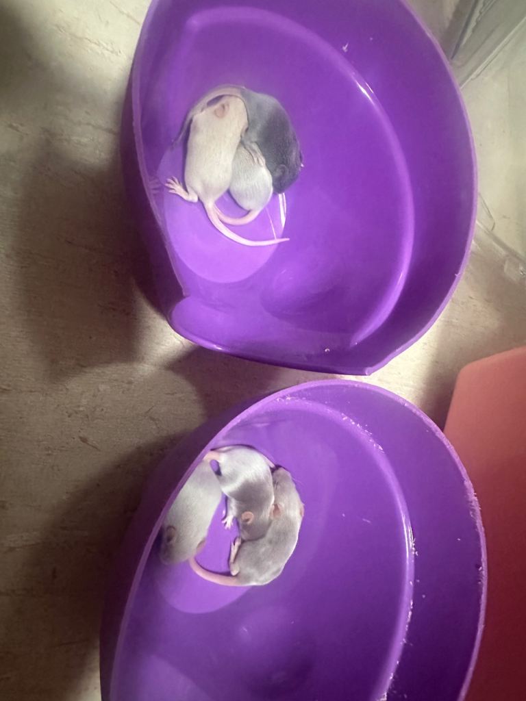 Fancy mice for sale 