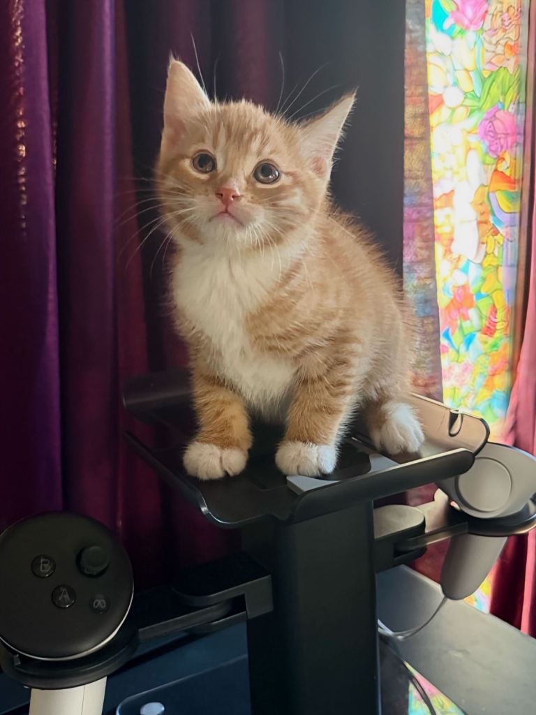 Kittens 🐈‍⬛ 