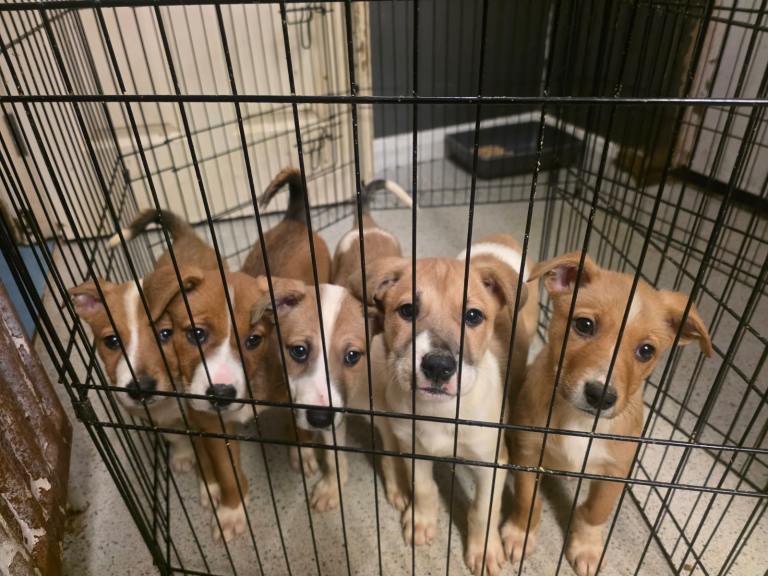 Staffy x German shepherd 