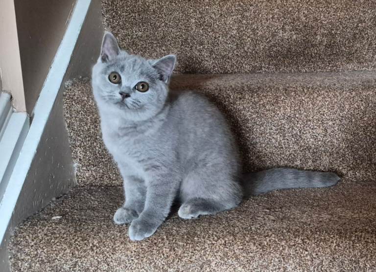 british shorthair 