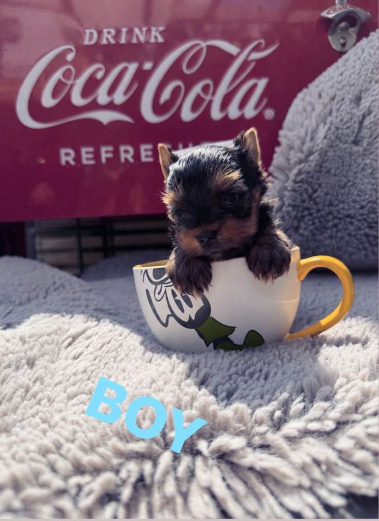 Mini Yorkshire terrier puppies  6 weeks boy 485grams girl 590grams