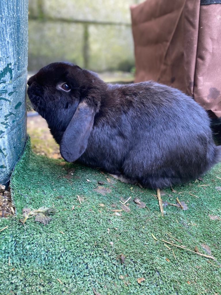 French/mini lop mix