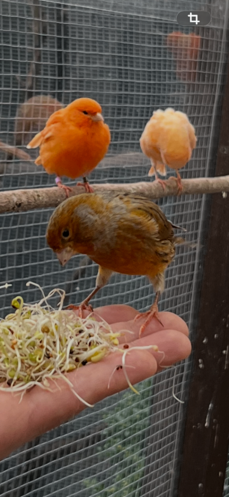 Young canaries for sale 