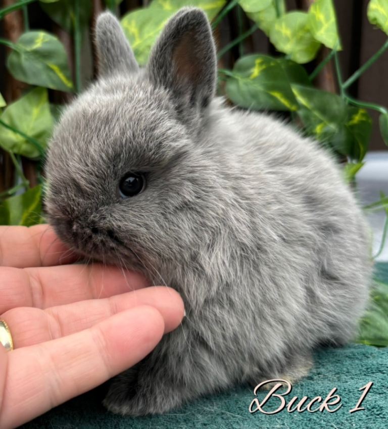 Show Quality Pure Bred Netherland Dwarfs