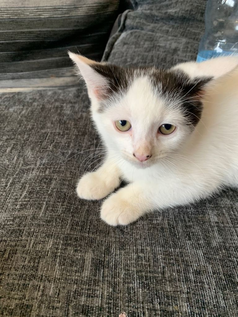 kittens
