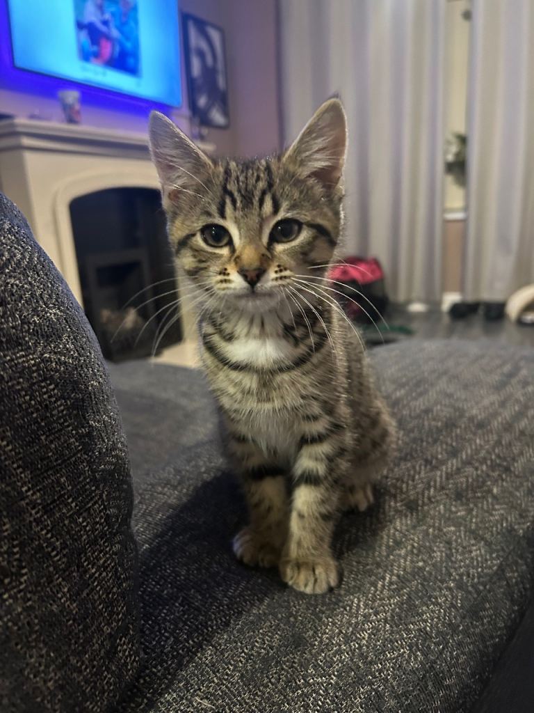 13 week old female kitten