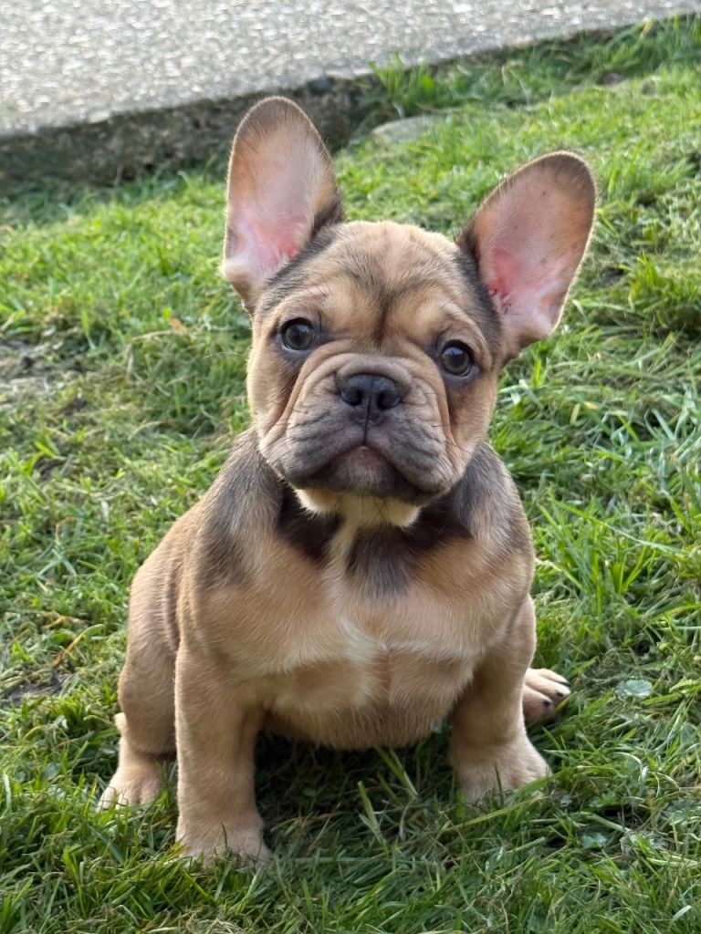French bulldog 
