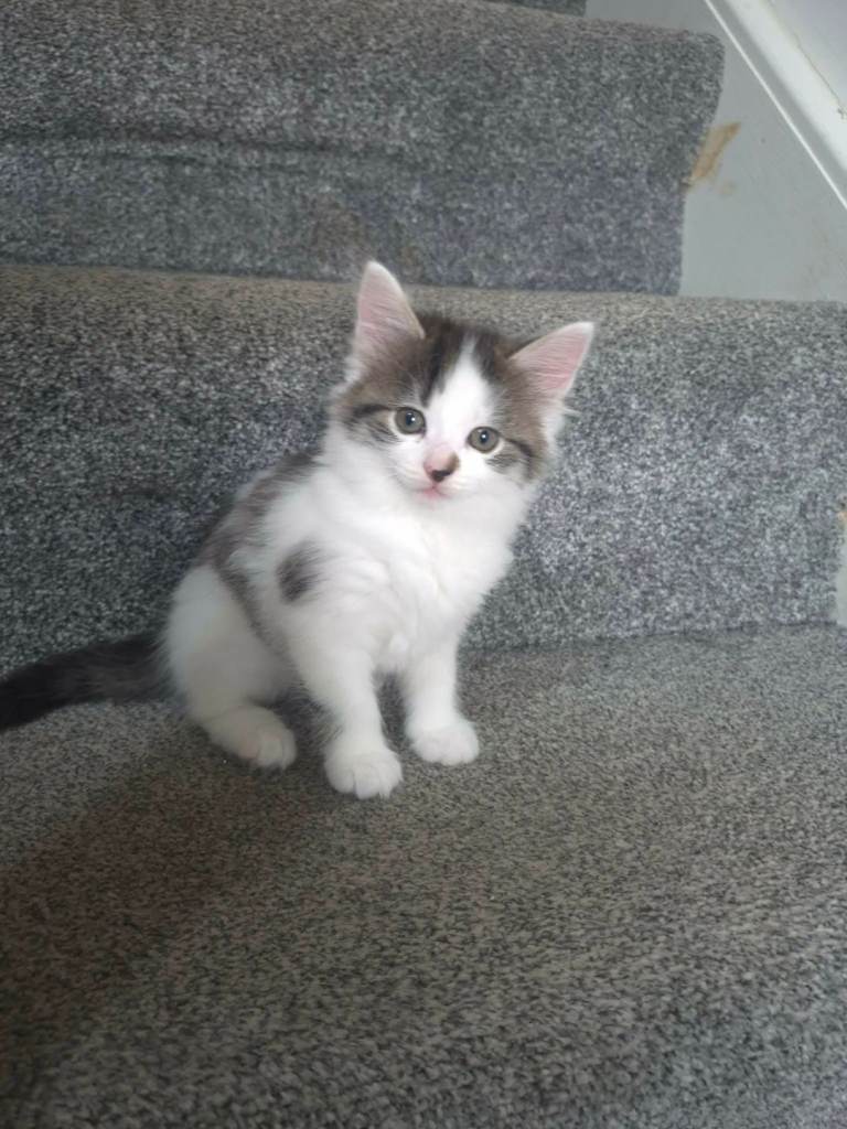 Kittens for sale