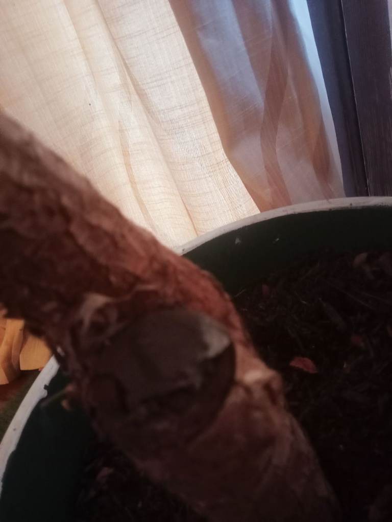 190cm yucca outdoor/indoor plant houseplant yukka