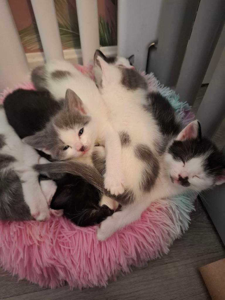 Kittens for sale £150