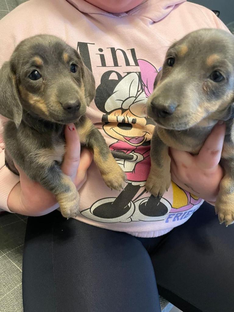 Isabella Miniature Dachshunds