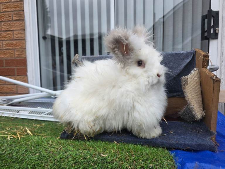 Angora Rabbits