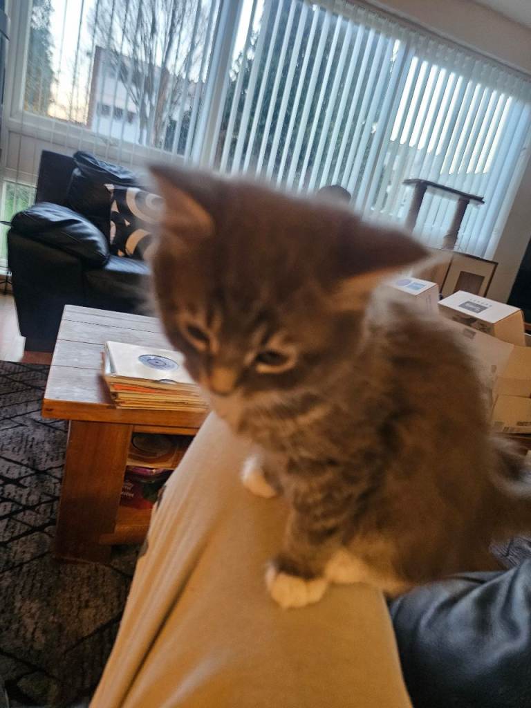 image for Half Ragdoll kittens for sale