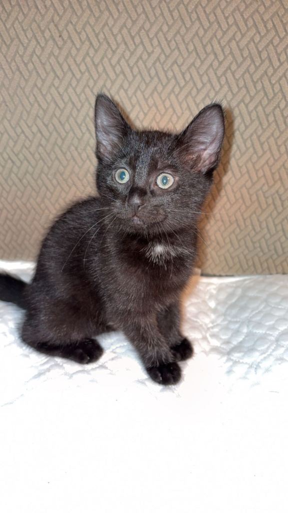 3 Female Kittens