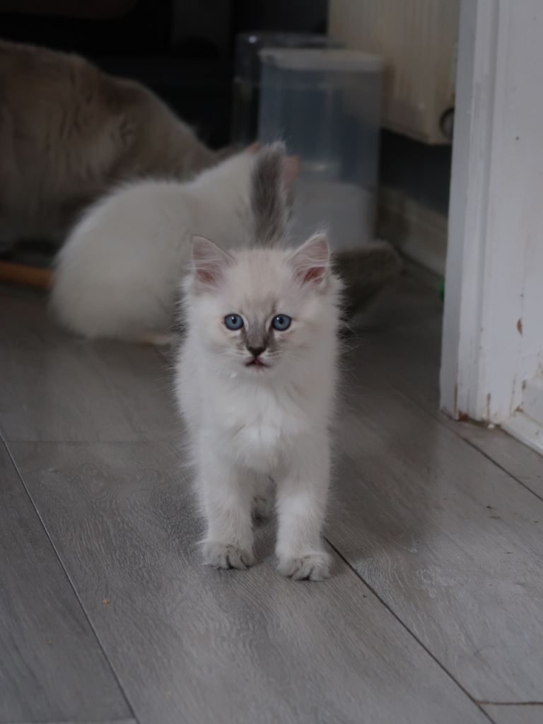 Ragdoll kittens 