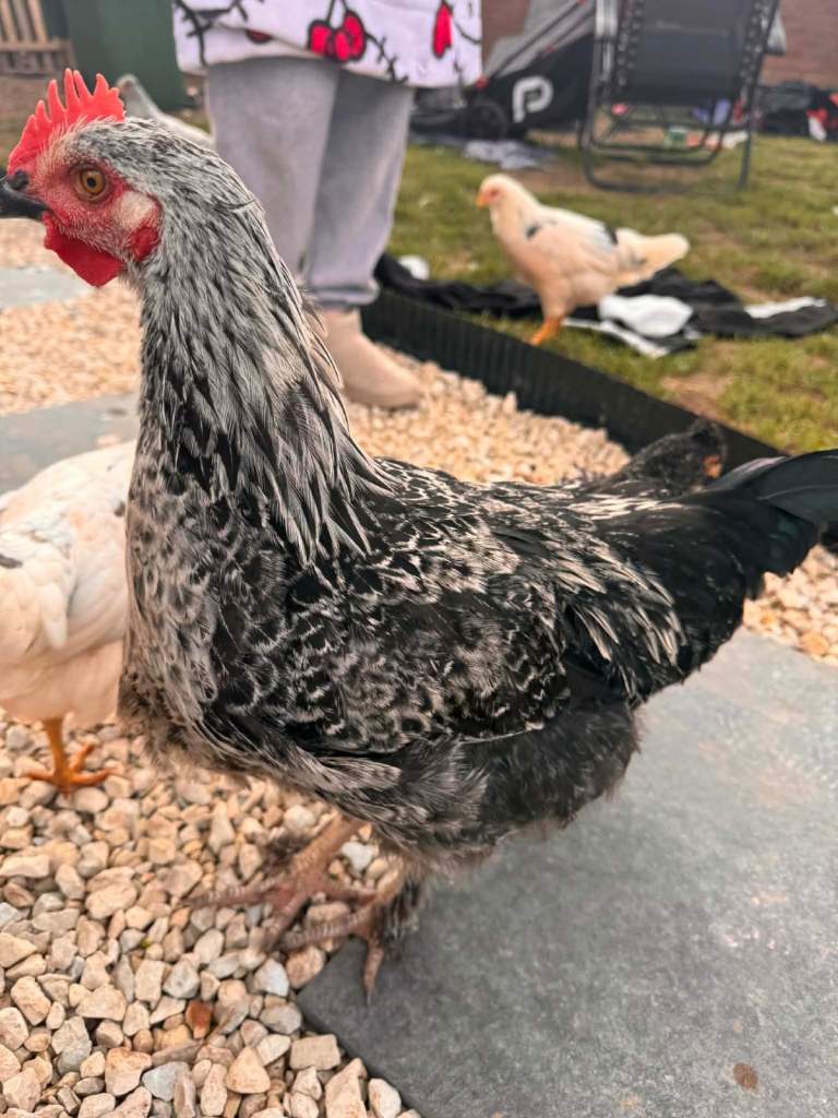 Rooster/cockrell 