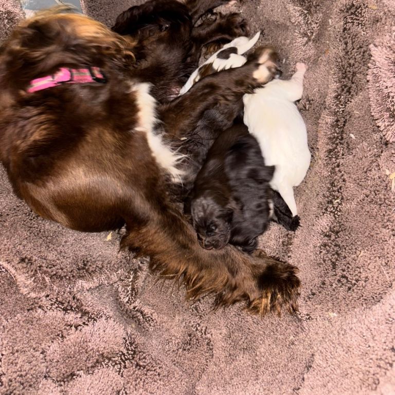 Cocker spaniel puppies