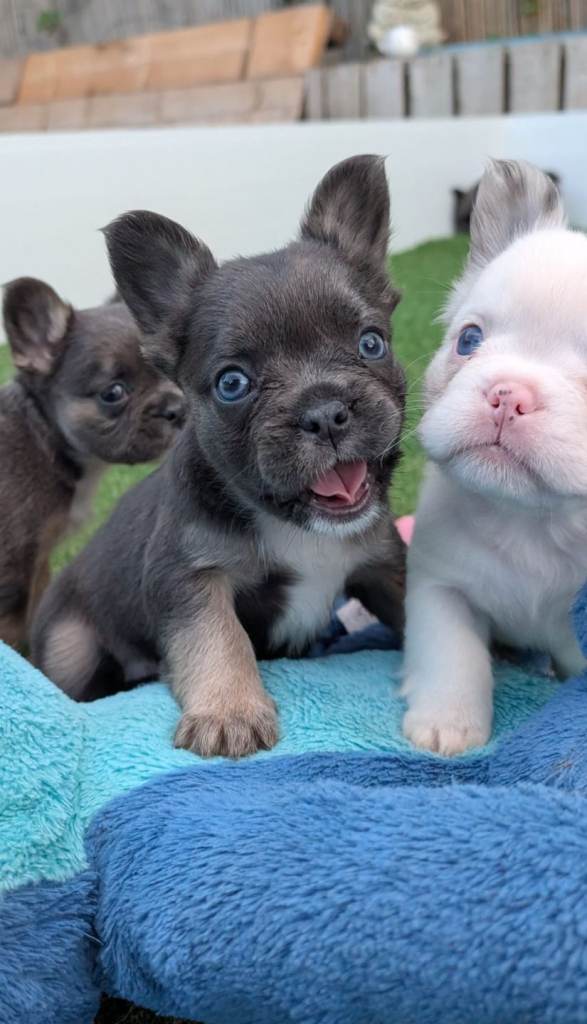 Visual fluffy french bulldog pups blue tri lilac tri tan