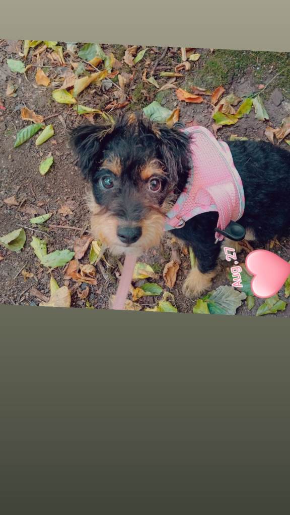 Jackapoo puppy 4 months old