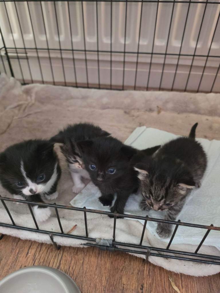 Kittens for sale 