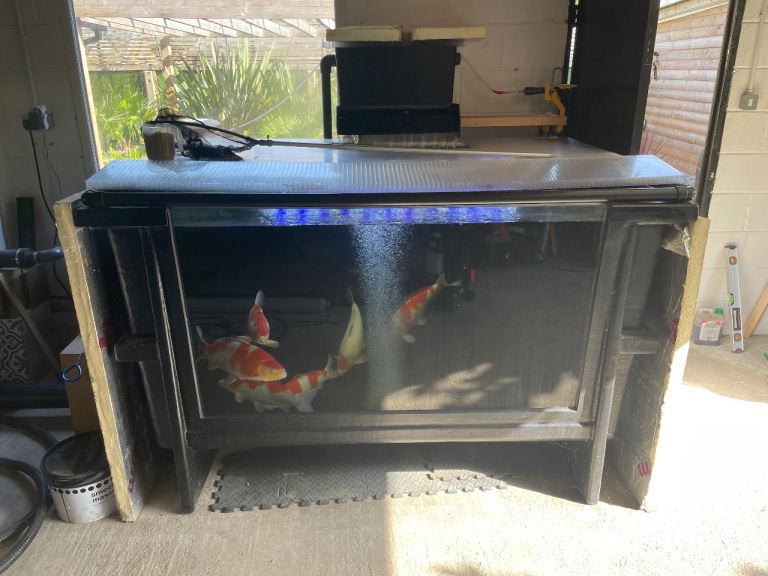 Koi pond set up