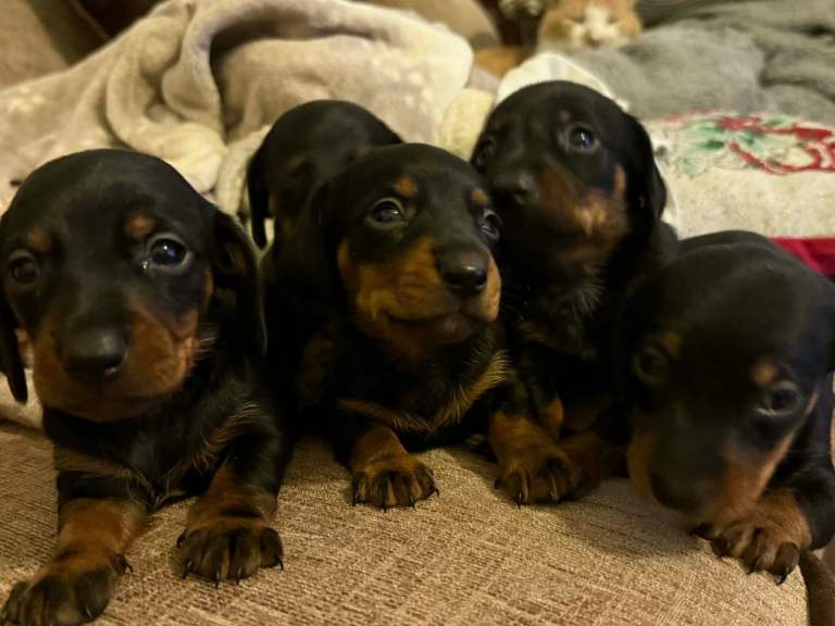 Dachshund puppies 