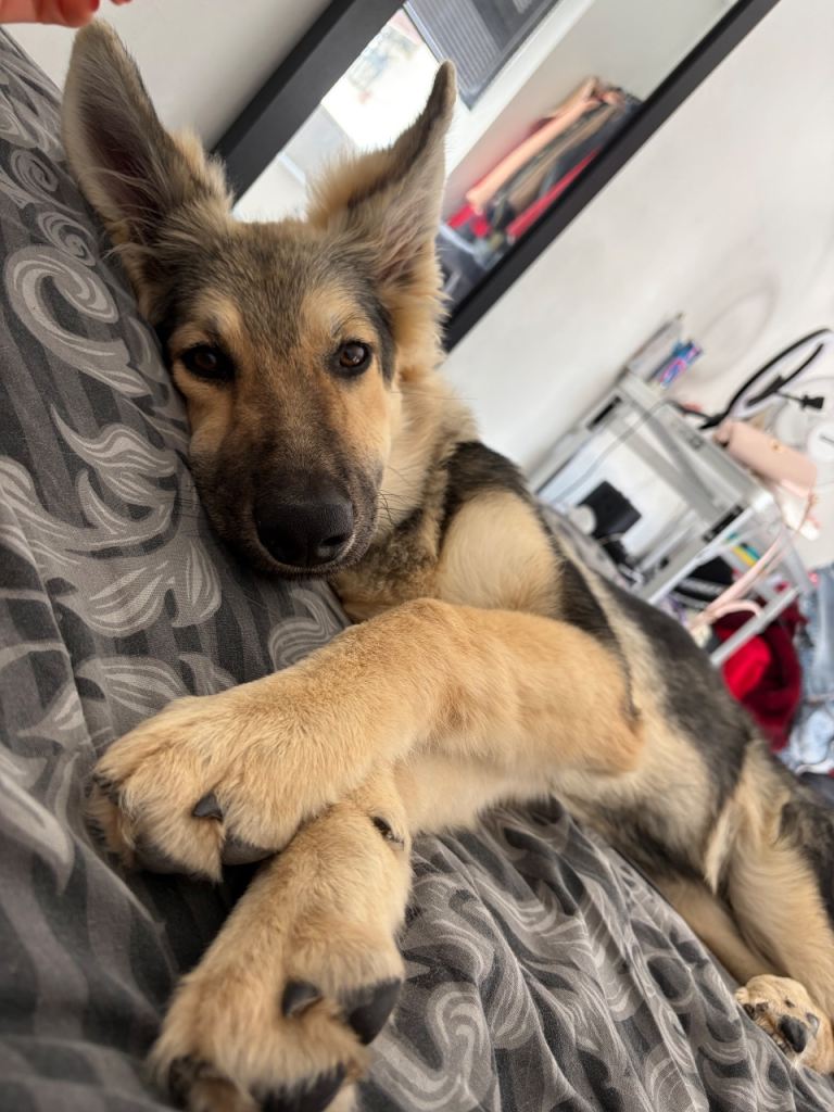 Beautiful 5 month old German Shepherd 