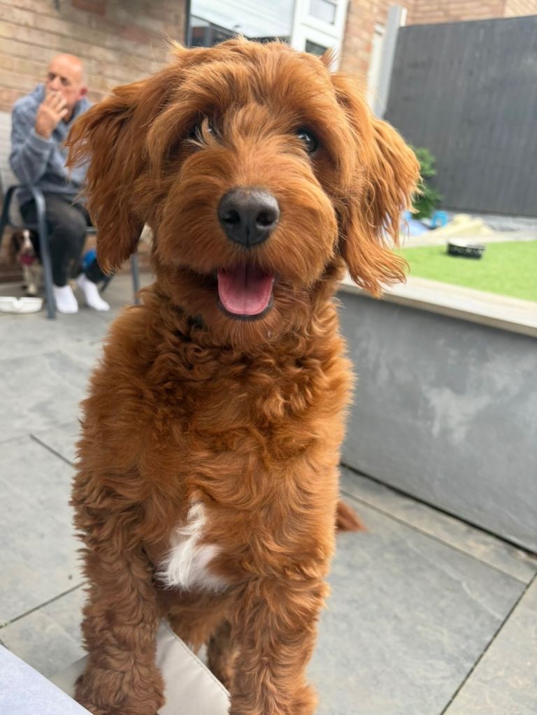 Male Cavapoo for sale £750 ono