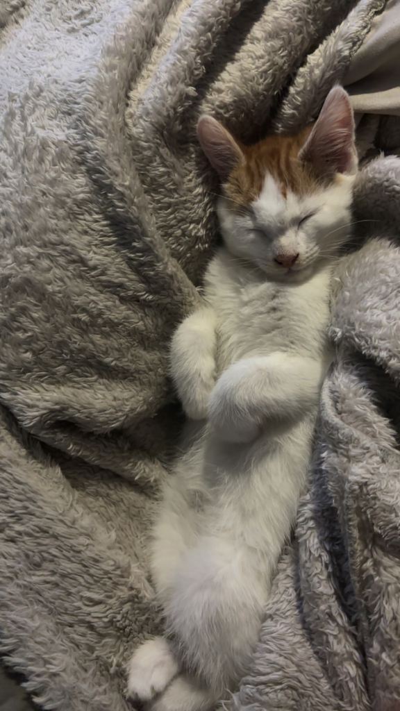 2 beautiful kittens for sale 