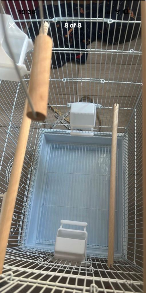 Bird cage 