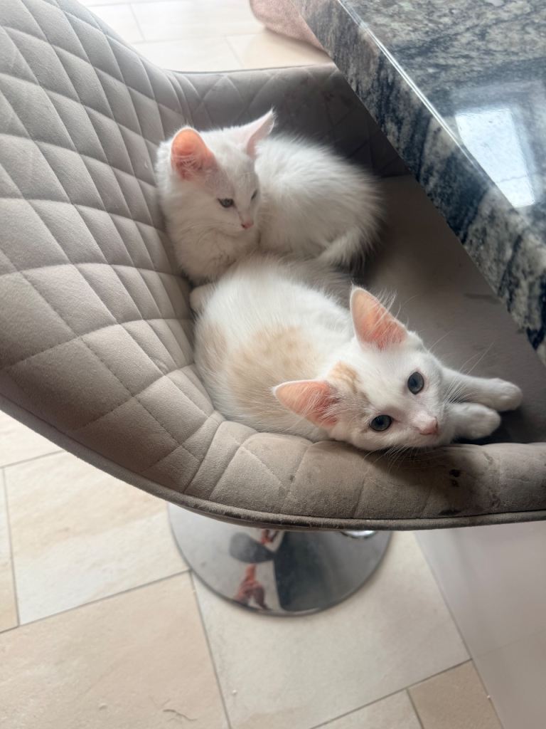 Bengal Cross Kittens