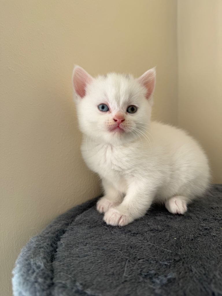 Beautiful Ragdoll Mix × British Shorthair Kitten