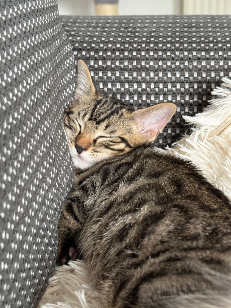 The most affectionate little kitten ever