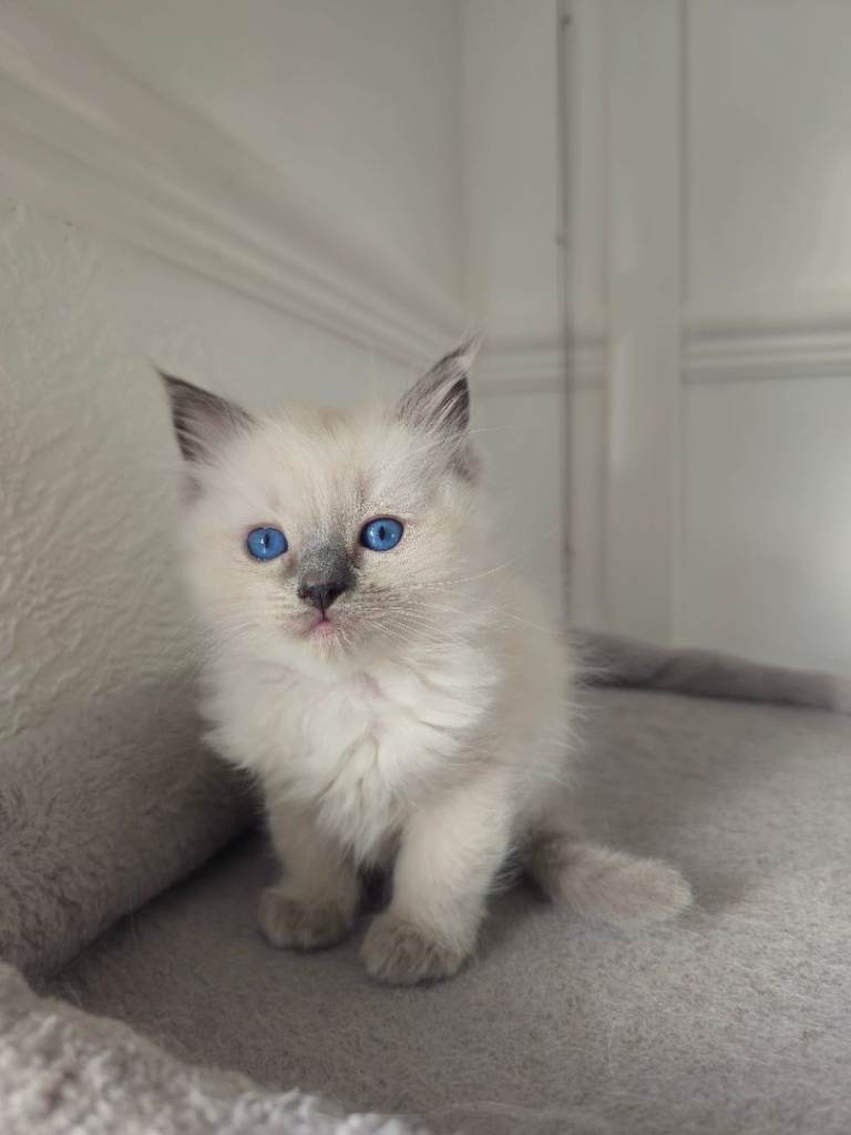 Beautiful Ragdoll Kittens Blue Point Mitted