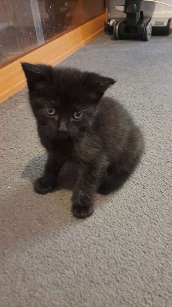 Adorable Fluffy Male Black Kitten