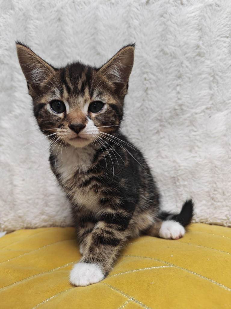 Kittens 