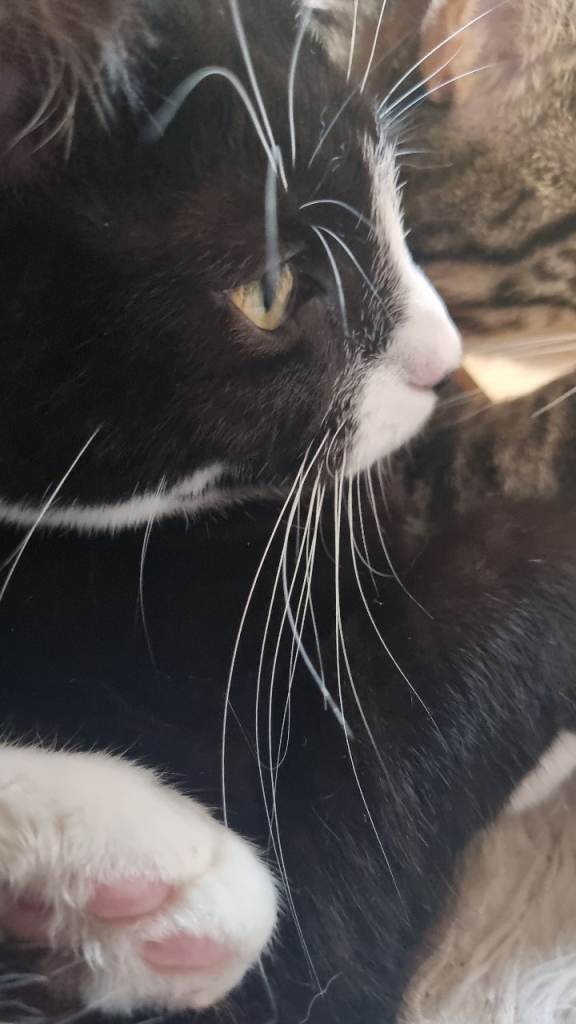 Meet Dotty 