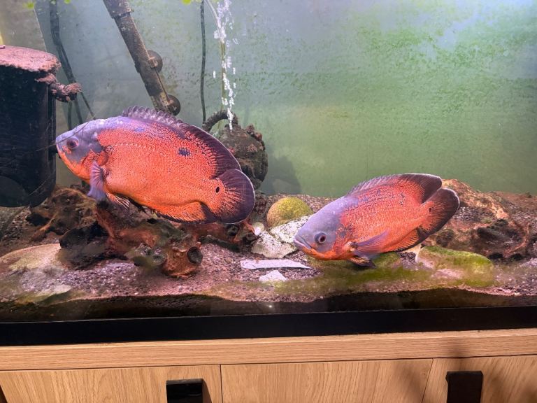 Fish 