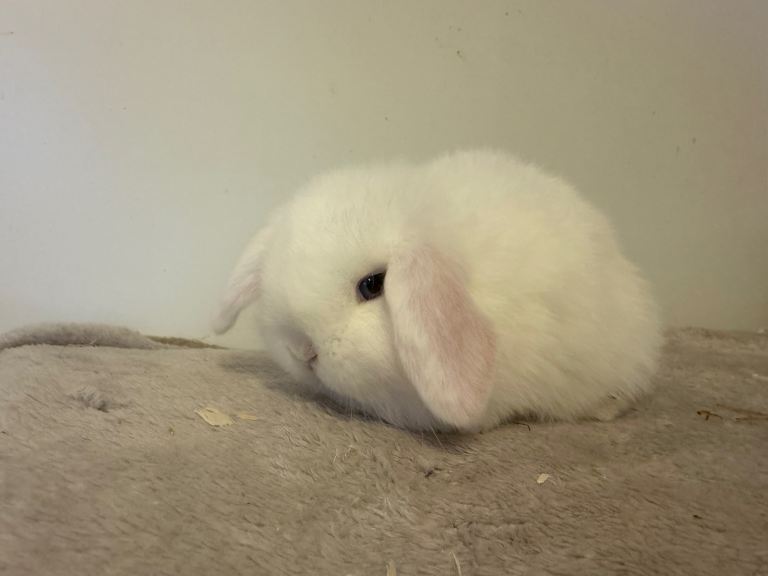 Pure breed mini lop rabbits for reserve 