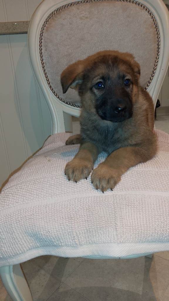 READY NOW !German shepherd puppies for sale